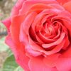 Thumbnail of related posts 147