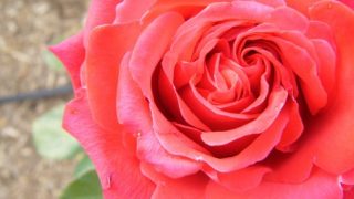 Thumbnail of post image 079