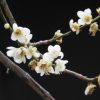 Thumbnail of related posts 088