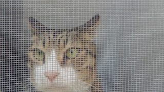 Thumbnail of post image 137