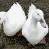 Thumbnail of related posts 069