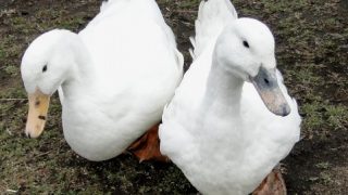 Thumbnail of post image 095