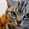 Thumbnail of related posts 130