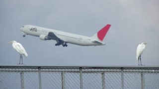 Thumbnail of post image 199