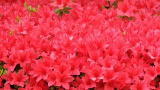 Thumbnail of post image 070