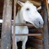 Thumbnail of new posts 161